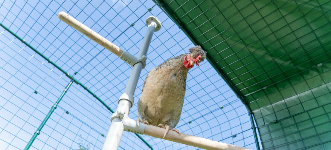 Chicken in the Poletree perch system