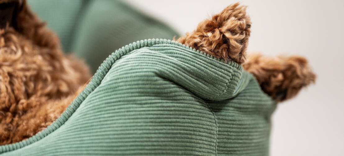 Close up of paws resting against side of corduroy moss nest dog bed.