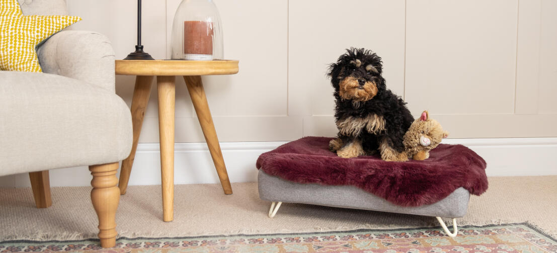 Topology dog bed