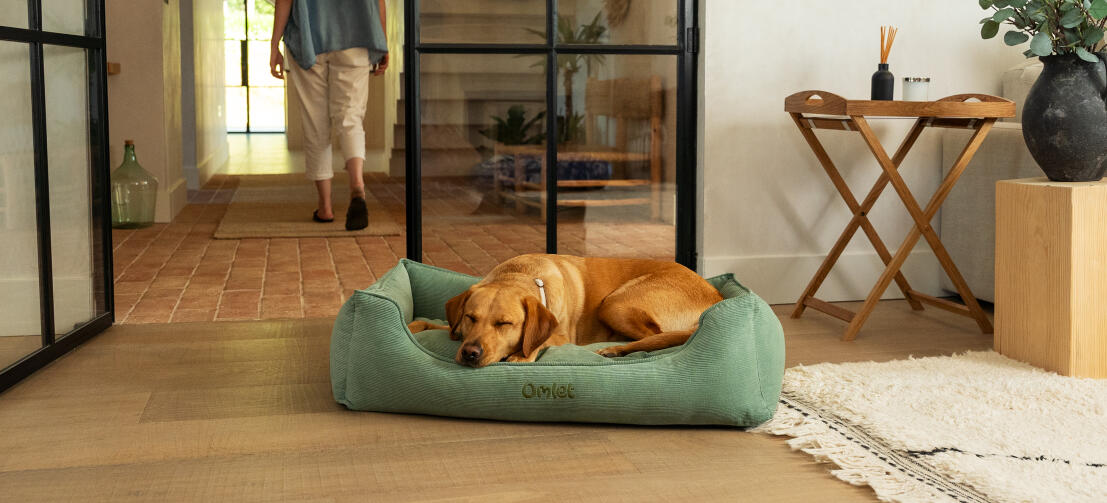 Retriever sleeping on a large corduroy moss nest dog bed.