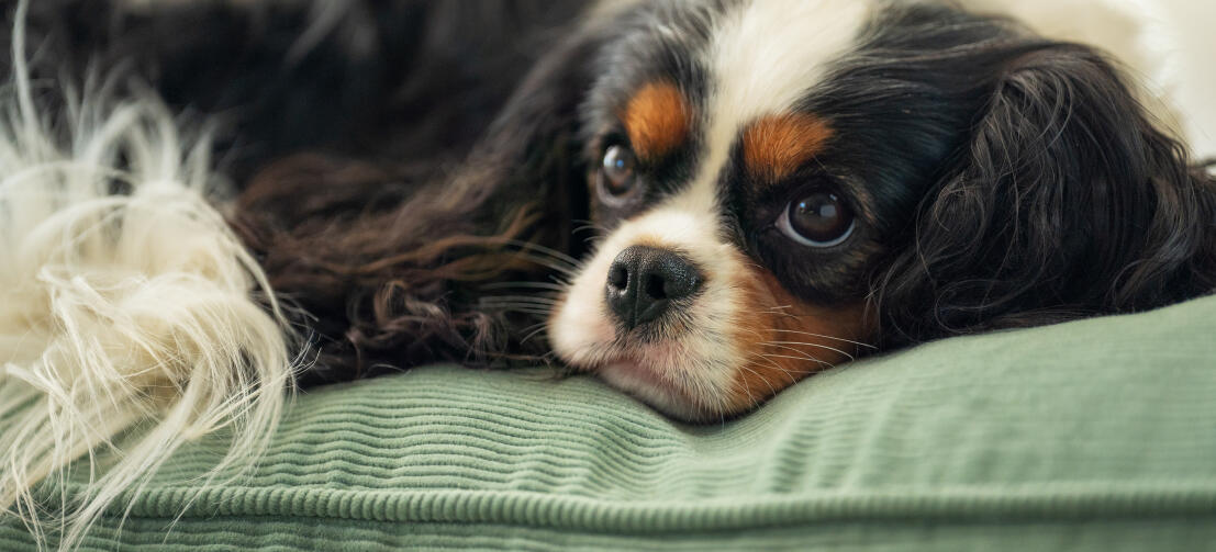 A dog lying on the corduroy moss cushion dog bed
