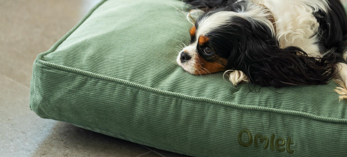 A dog lying on the corduroy moss cushion dog bed