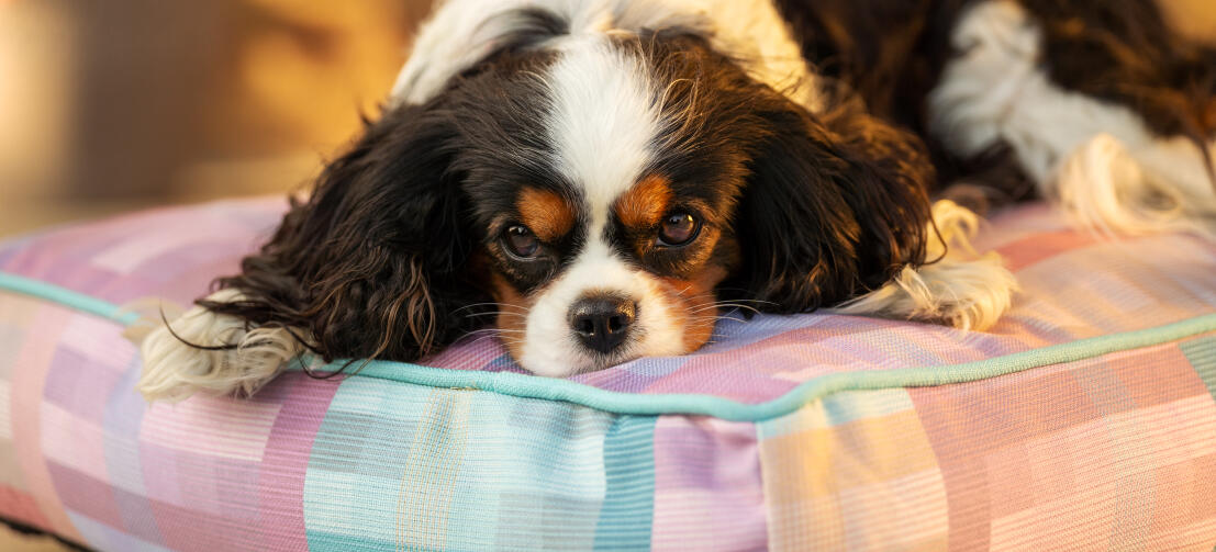 A dog lying on the prism kaleidoscope cushion dog bed