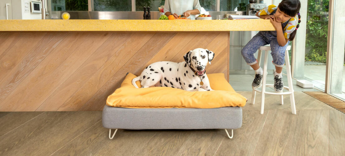 Dalmatian Laying on Omlet Topology Dog Bed with Beanbag Topper and White Hairpin Feet