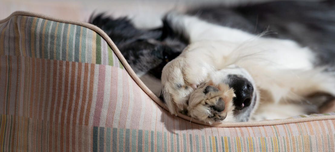 Pattern detail of supportive and comfortable Omlet nest dog bed