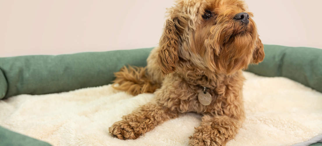 Place the blanket in your dog’s bed for an extra cosy layer during the colder months.