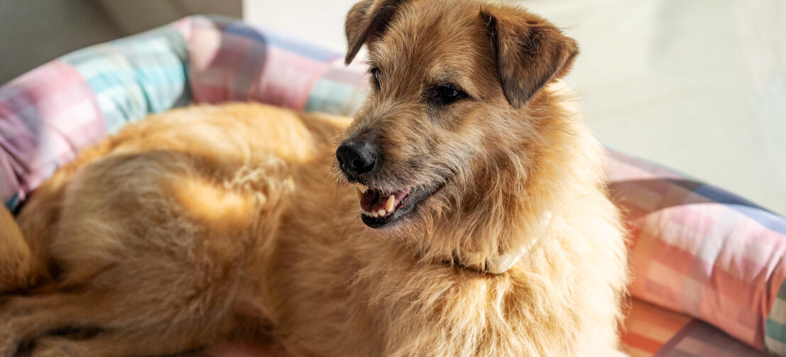Scruffy large dog relaxing on a pastel coloured bolster dog bed
