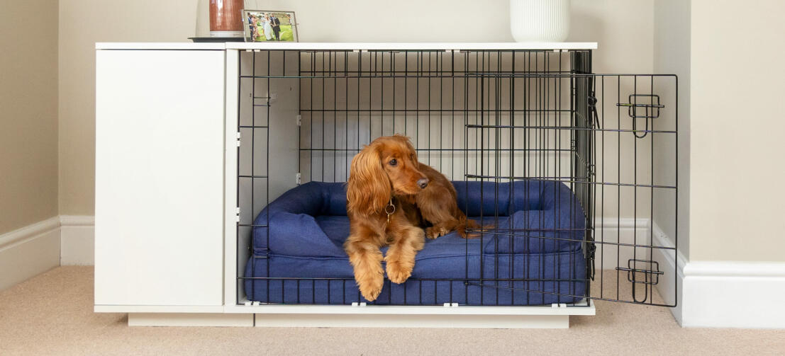 Cocker resting in the indoor dog crate furniture