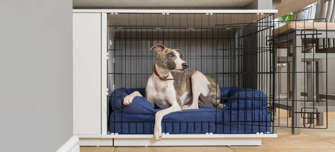 Setting Up Your Dog's Crate for Comfort & Safety