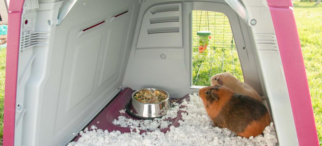 Two guinea pigs inside a purple eglu go hutch