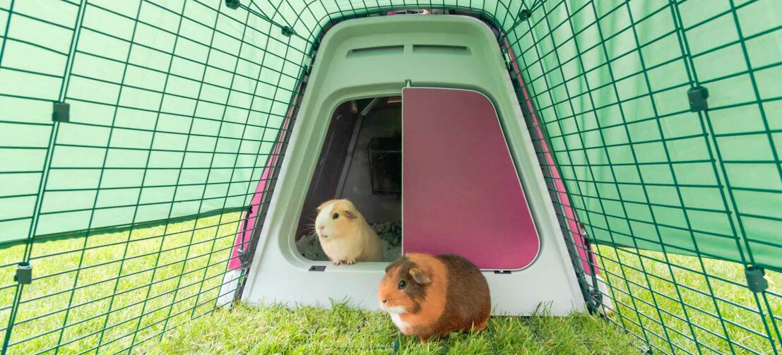 Guinea pigs in the Eglu Go hutch with run