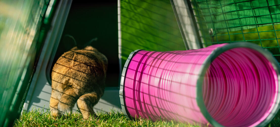 Rabbit hopping into an Eglu Go hutch next to a pink play tunnel.