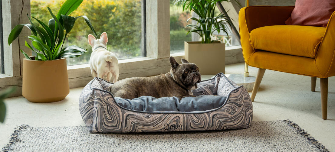 Two frenchies in a living room with the stylish Omletclose up of a dogs paws in a comfy Omlet nest dog bed
