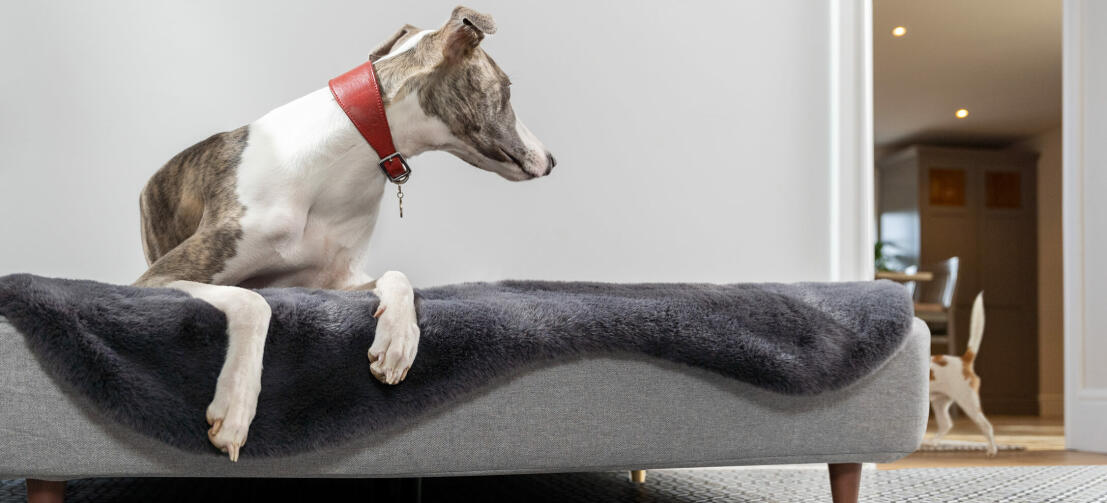 Dog laying in the Topology dog bed and other dog playing around
