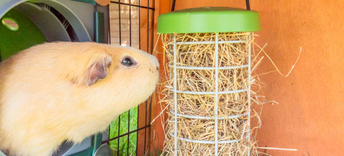 Houdini the guinea pig eating hay from a treat Caddi in a run