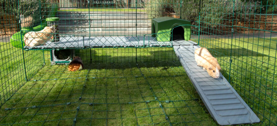 Guinea pigs using the Zippi platforms inside the Zippi run