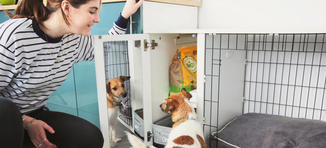 10 Accessories for a Dog Kennel