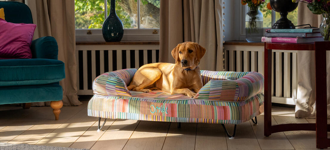 Labrador in living room on raised dog bed