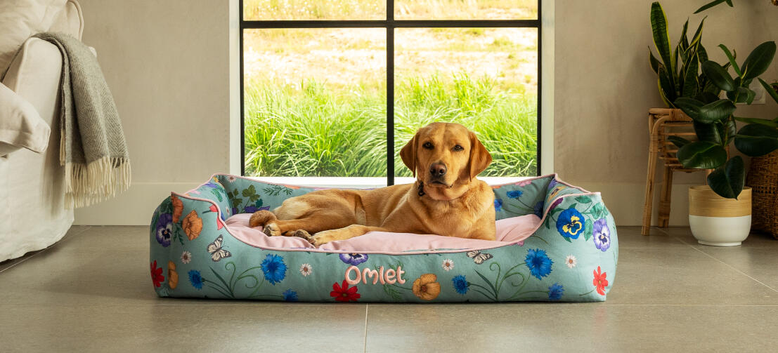 Retriever on large nest dog bed in gardenia sage print.