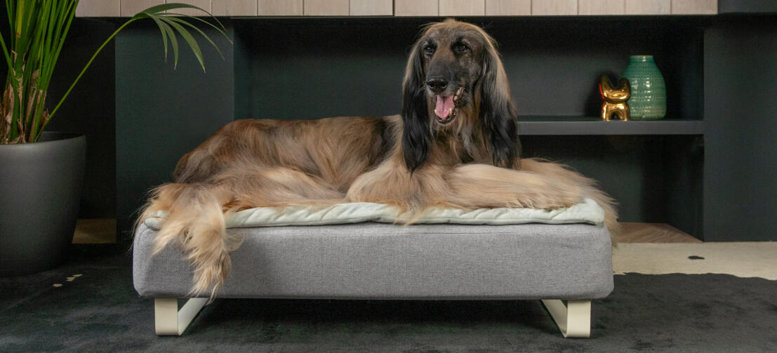 Old greyhound laying in the memory foam Topology dog bed