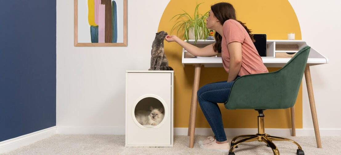 Cat sitting inside Maya cat house whilst cat sitting on top is getting fuss from lady