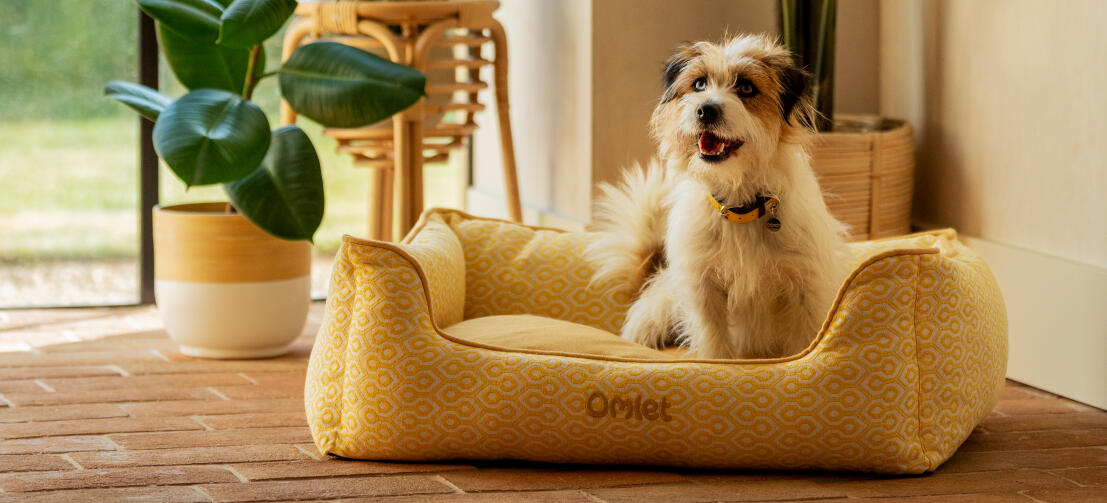 A terrier on a honeycomb pollen nest dog bed.