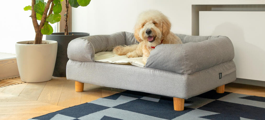 The bed for dog That Wins Customers