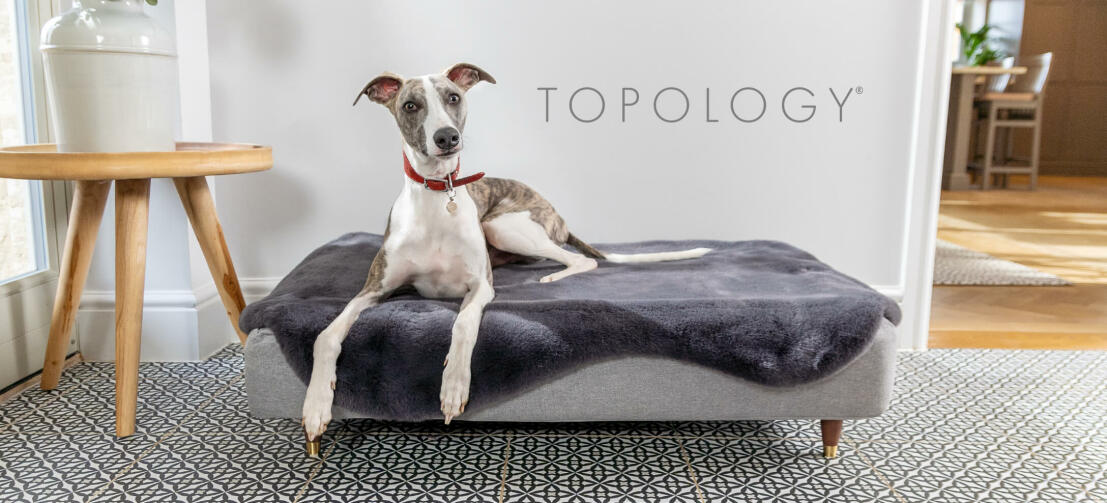 Greyhound resting in the Topology modern elevated dog bed
