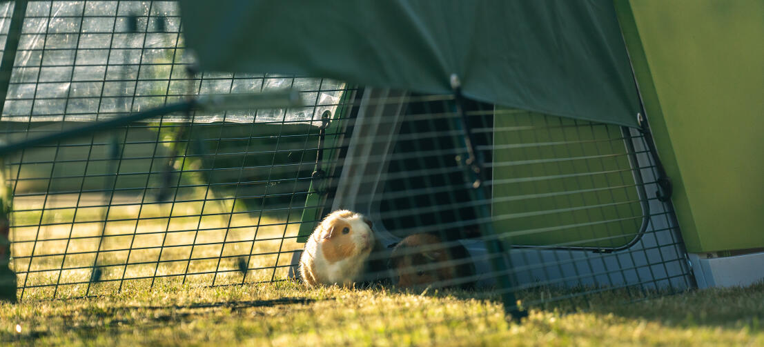 Eglu Go Guinea Pig Hutch Omlet