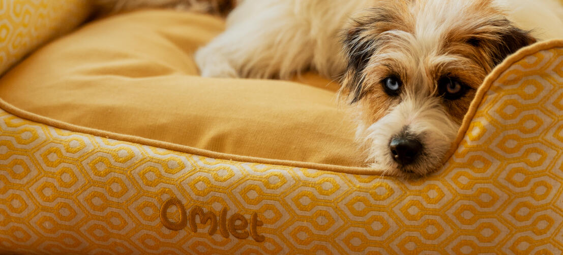 Terrier relaxing on an Omlet nest dog bed in honeycomb pollen print.