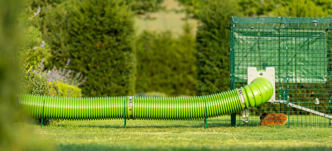 Zippi tunnel connected to a guinea pig run, being raised up from lawn by Zippi support hoops.