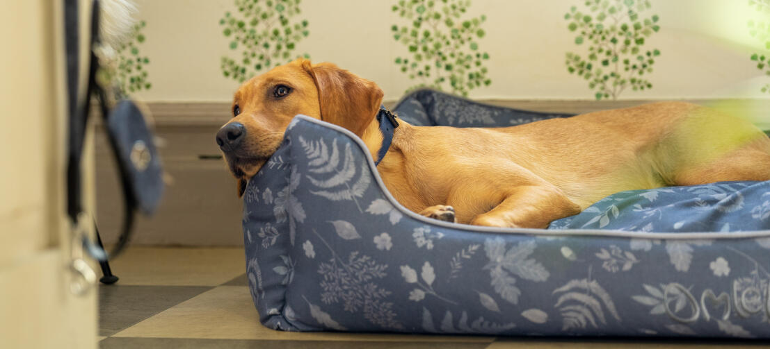 Retriever resting her head on the supportive Omlet net dog bed