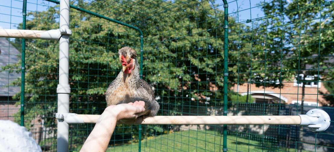 Woman petting her hen inside the walk in run