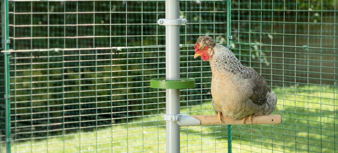 Chicken sitting on perch of Poletree while looking into treat holder