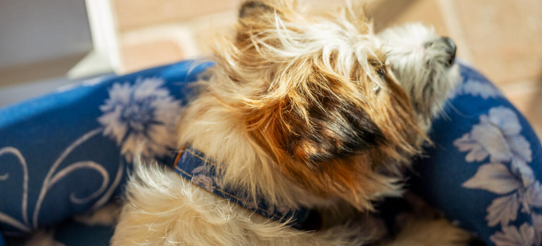 Terrier relaxing on an Omlet bolster dog bed