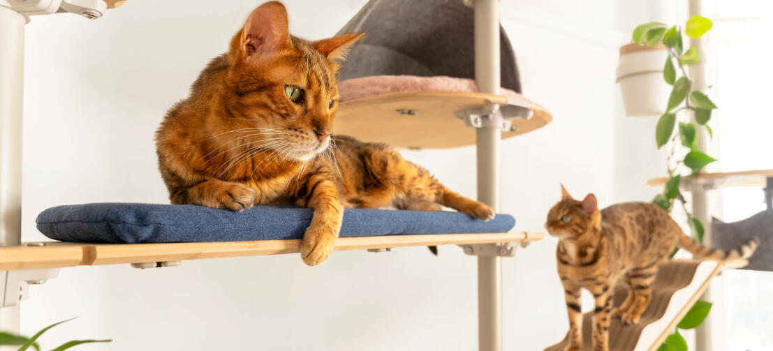 Two cats on floor to ceiling cat tree relaxing
