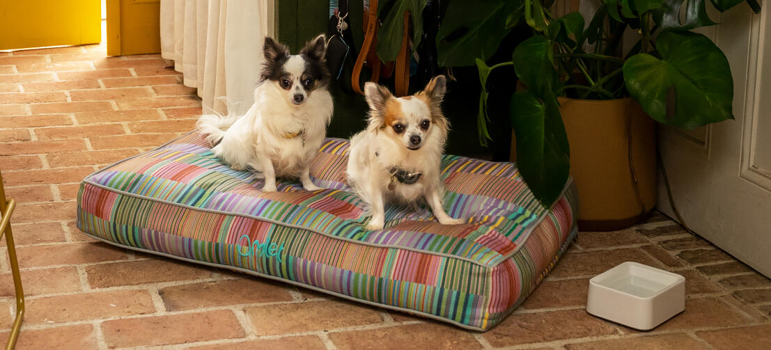Two chihuahuas on a soft and pillowy Omlet cushion dog bed Two chihuahuas on a soft and pillowy Omlet cushion dog bed