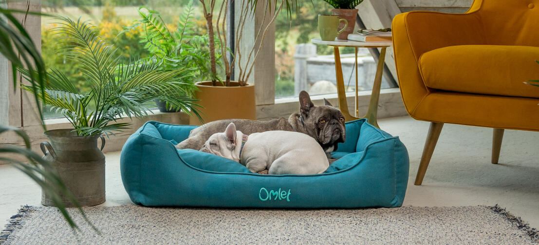 Two frenchies snuggling in a cosy Omlet nest dog bed
