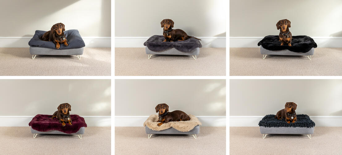 Topology dog bed