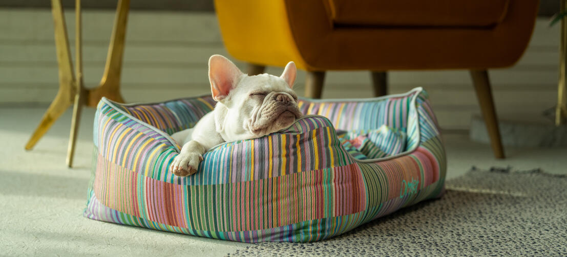 White frenchie resting his head on the supportive and stylish Omlet nest dog bed