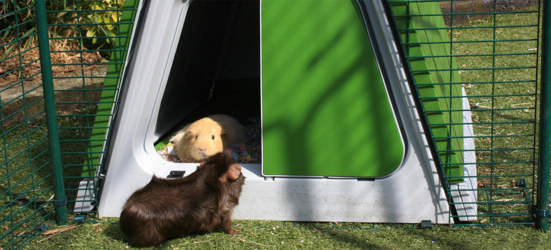 A pair of guinea pigs enjoys themselves in their Eglu Go hutch