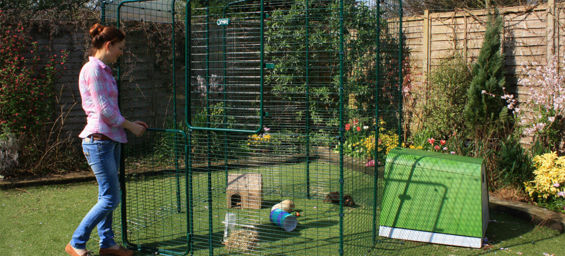 Guinea pig deals outside run