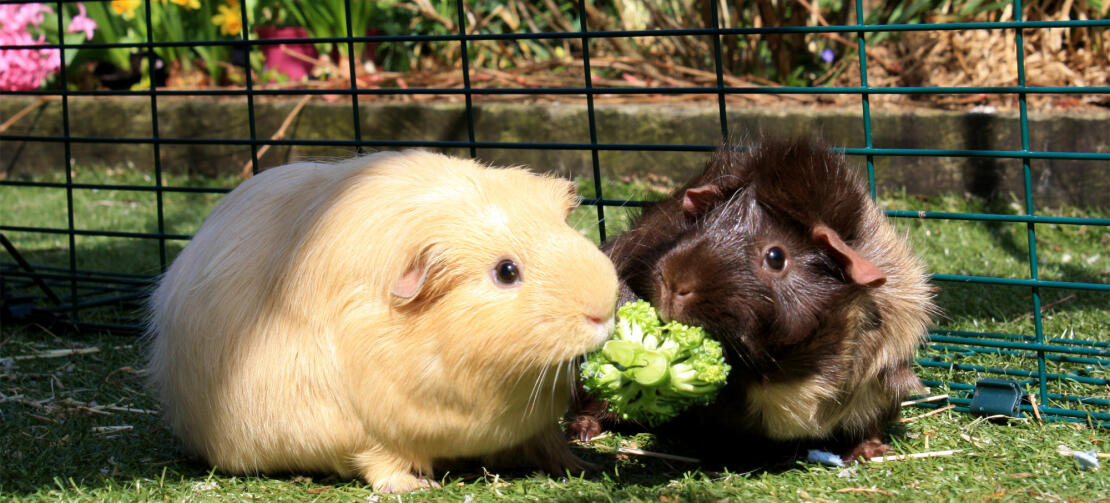 15 DIY Guinea Pig Cage Plans You Can Build Today (With Pictures