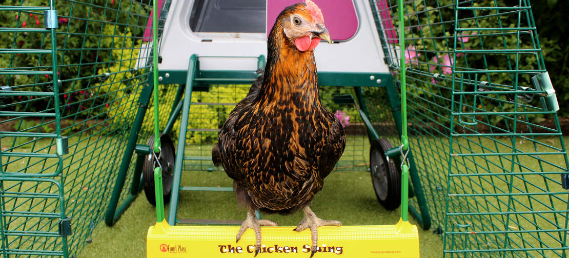 A Miss pepperpot chicken sits on a 'chicken swing' in front of its Eglu Go up chicken coop