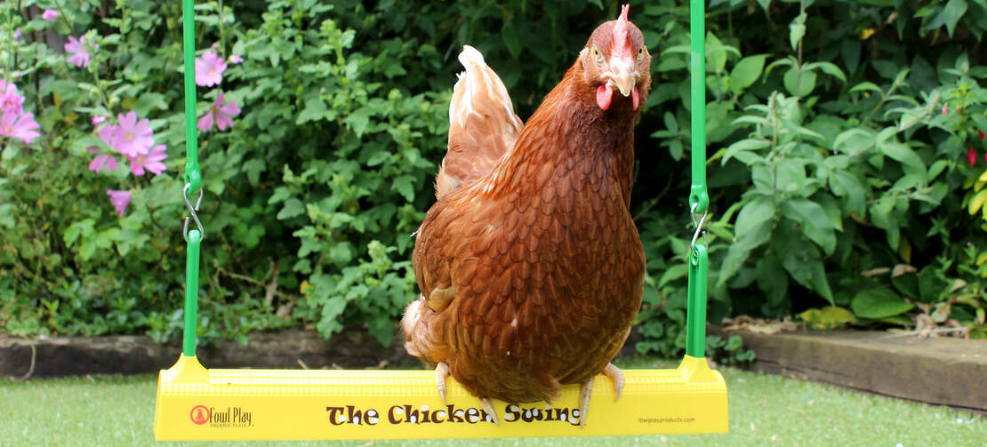Your chickens will also love swinging on the chicken swing