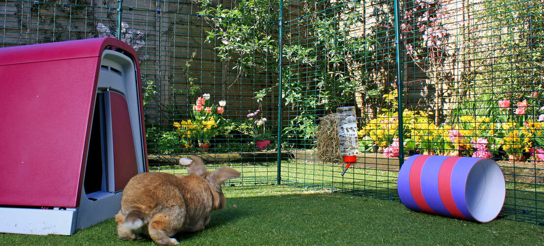 It is important that pet rabbits have access to a large exercise space and your rabbits will love hopping around this large and secure outdoor run enclosure