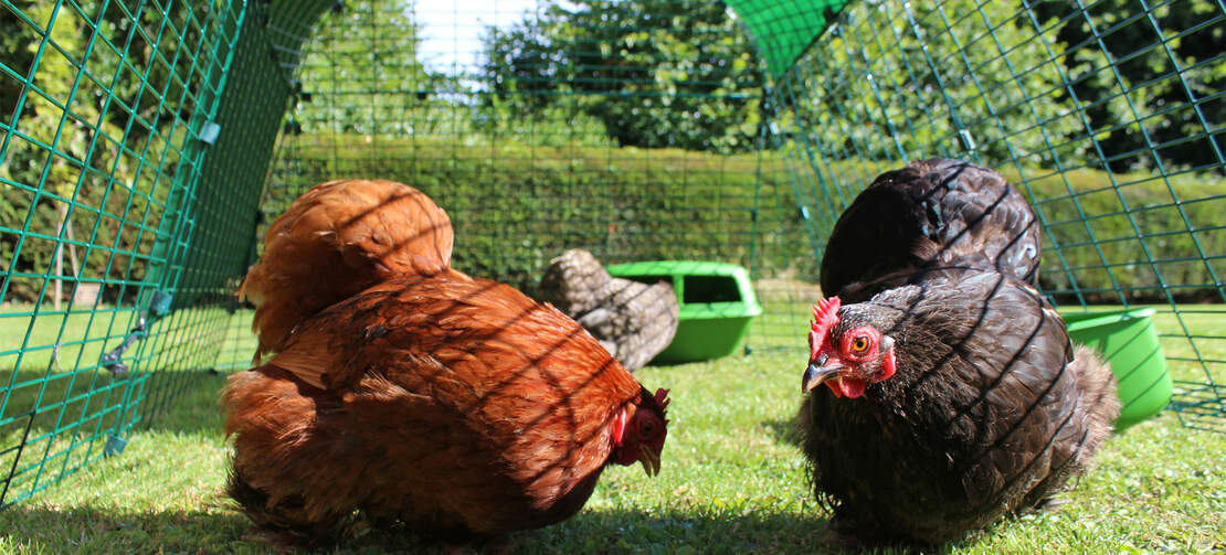 Your hens will enjoy foraging in the secure predator resistant chicken run of the Eglu Go Your hens will enjoy foraging in the secure predator resistant chicken run of the Eglu Go