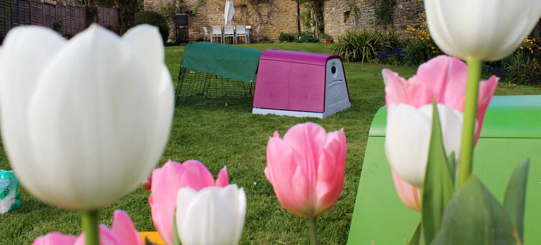 The Eglu Go guinea pig hutch looks great in any garden