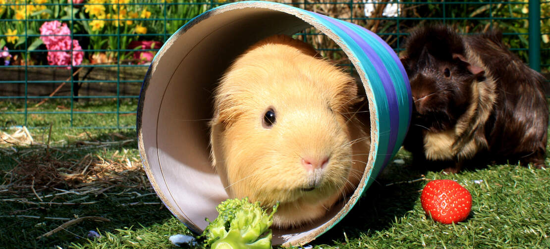 A guinea pig hidding inside a tunnel