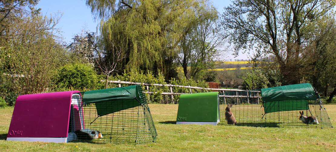 The Eglu Go guinea pig hutch and the Eglu Go rabbit hutch in the garden